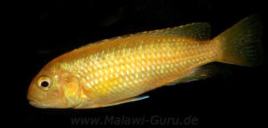 Pseudotropheus interruptus