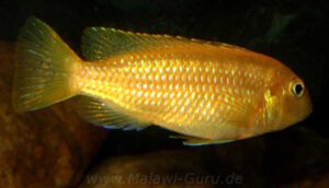 Pseudotropheus interruptus 'Machili Island'