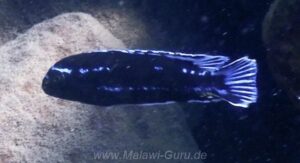 Pseudotropheus johannii 'Border' Galerie Pseudotropheus johannii 'Border'