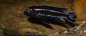 Pseudotropheus johannii 'Gome'