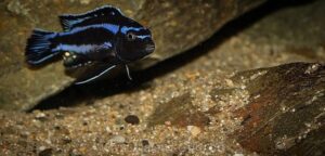 Pseudotropheus johannii 'Gome'