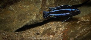 Pseudotropheus johannii