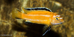 Pseudotropheus johannii 'Gome'