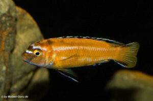 Pseudotropheus johannii 'Gome' Galerie Pseudotropheus johannii Arten