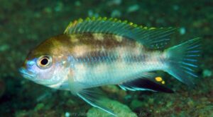 Pseudotropheus likomae