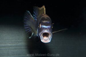 Pseudotropheus livingstonii 'Liuli'