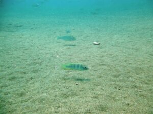 Pseudotropheus livingstonii 'Tchinga Reef'