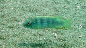 Pseudotropheus livingstonii 'Tchinga Reef' Galerie Pseudotropheus livingstonii 'Tchinga Reef'