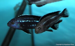 Pseudotropheus perileucos 'Likoma Island' Galerie Pseudotropheus perileucos Arten