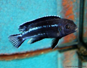 Pseudotropheus perileucos 'Likoma Island'