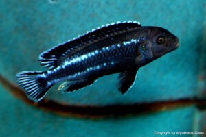 Pseudotropheus perileucos 'Likoma Island'