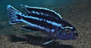 'Likoma Island' Pseudotropheus perileucos 'Likoma Island'