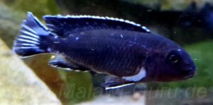 'Likoma Island' Pseudotropheus perileucos 'Likoma Island'