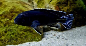 Pseudotropheus perileucos 'Likoma Island'