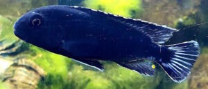 Pseudotropheus perileucos 'Likoma Island'