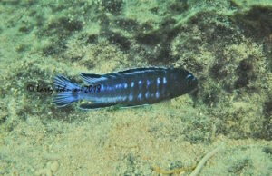'Mitande Reef' Pseudotropheus perileucos 'Mitande Reef'
