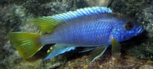 Pseudotropheus sp. 'acei'