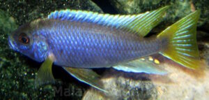 Pseudotropheus sp. 'acei' Luwala Reef