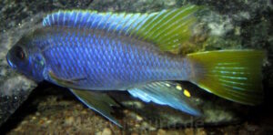 Pseudotropheus sp. 'acei'