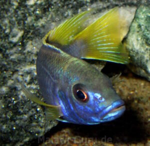 Pseudotropheus sp. 'acei' Luwala Reef