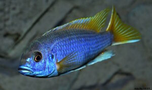 Pseudotropheus sp. 'acei'