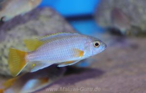 Pseudotropheus sp. 'acei' Luwala Reef