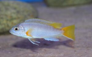 Pseudotropheus sp. 'acei'