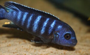 'ndumbi gold' Pseudotropheus sp. 'ndumbi gold'