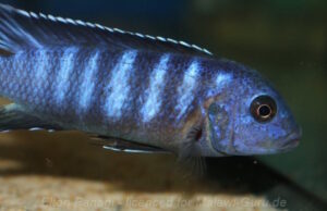 Pseudotropheus sp. 'ndumbi gold'
