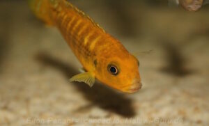 Pseudotropheus sp. 'ndumbi gold'
