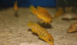 'ndumbi gold' Pseudotropheus sp. 'ndumbi gold'