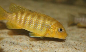 Pseudotropheus sp. 'ndumbi gold'