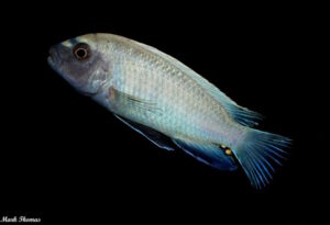 Pseudotropheus sp. 'polit' Lion's Cove