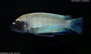 Pseudotropheus sp. 'polit'