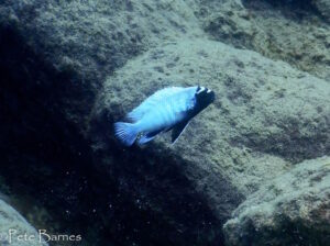 Pseudotropheus sp. 'polit'