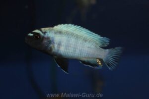 Pseudotropheus sp. 'polit'