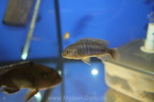 Pseudotropheus sp. 'polit' Lion's Cove