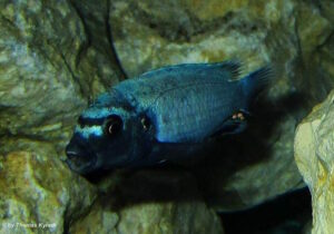 Pseudotropheus sp. 'polit' Lion's Cove