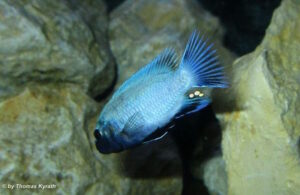 Pseudotropheus sp. 'polit' Lion's Cove