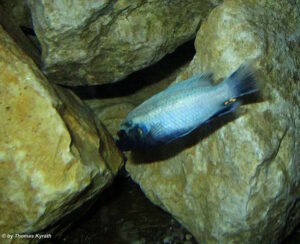 Pseudotropheus sp. 'polit' Lion's Cove