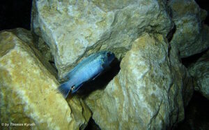 Pseudotropheus sp. 'polit' Lion's Cove