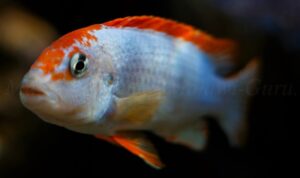 Pseudotropheus sp. 'red top ndumbi' Ndumbi Point Galerie Pseudotropheus sp. 'red top ndumbi' Arten