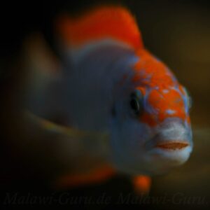 Pseudotropheus sp. 'red top ndumbi' Ndumbi Point