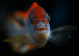 Pseudotropheus sp. 'red top ndumbi' Ndumbi Point