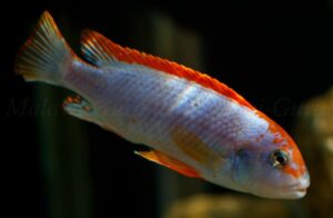 Pseudotropheus sp. 'red top ndumbi' Ndumbi Point