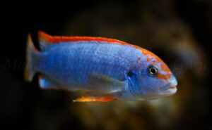 Pseudotropheus sp. 'red top ndumbi'