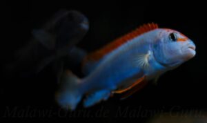 Pseudotropheus sp. 'red top ndumbi' Ndumbi Point