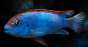 Pseudotropheus sp. 'red top ndumbi'