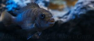 Pseudotropheus sp. 'red top ndumbi' Ndumbi Point