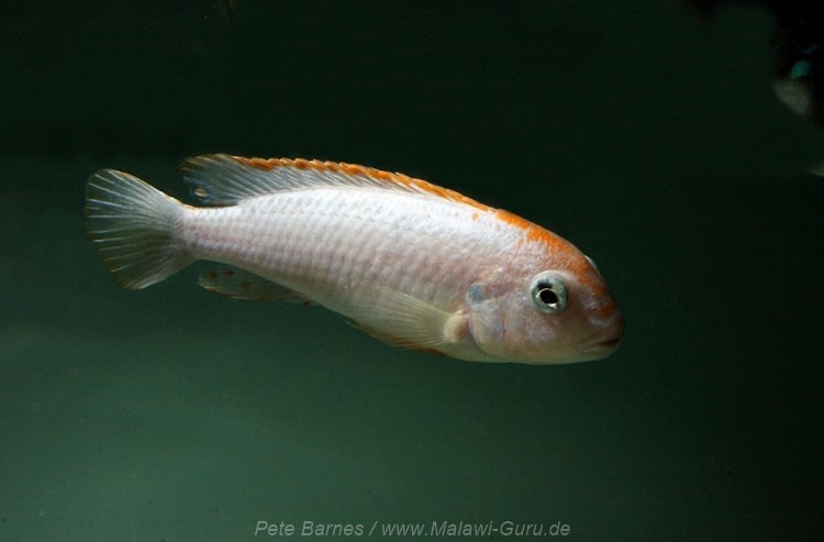 Pambox Rocks Pseudotropheus sp. 'red top ndumbi' Mbuna • Malawi-Guru